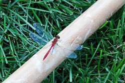 29 IMG_20130910_165314_405